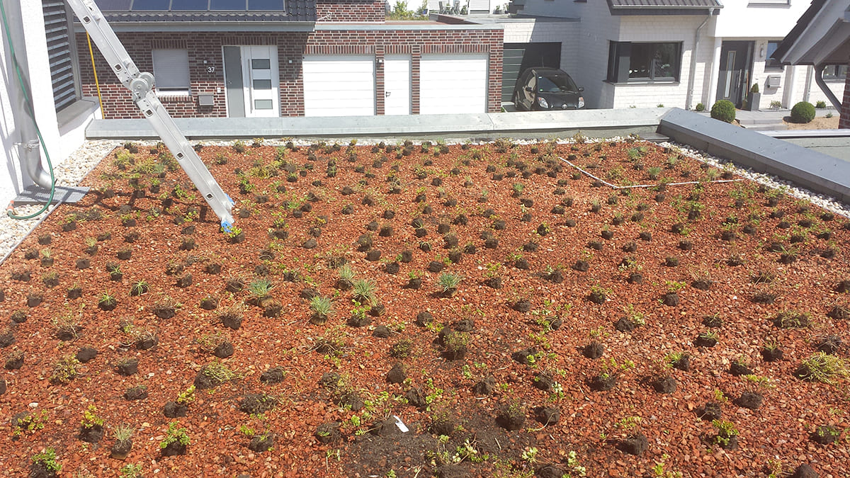 Dachbegrünung Aufbau eines Gründachs